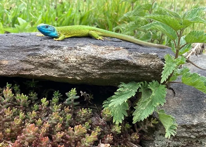 Alloggio in famiglia Gaestehaus Huber Weissenkirchen in der Wachau